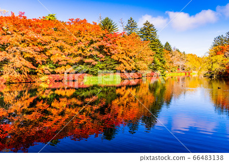 (Nagano Prefecture) Autumn reflected in Kumoba Pond/Lake (Nagano Prefecture) Autumn reflected in Kumoba Pond/Lake 66483138