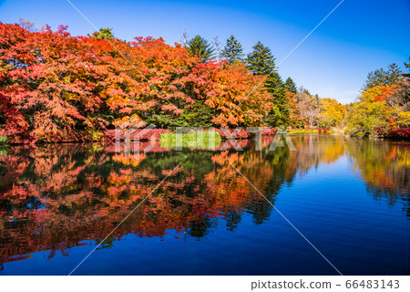 (Nagano Prefecture) Autumn reflected in Kumoba Pond/Lake 66483143