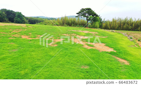 Grass and pine 66483672