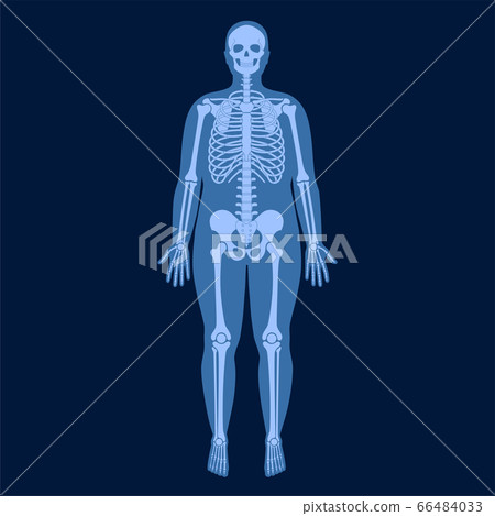 Skeleton x ray - Stock Illustration [66484033] - PIXTA