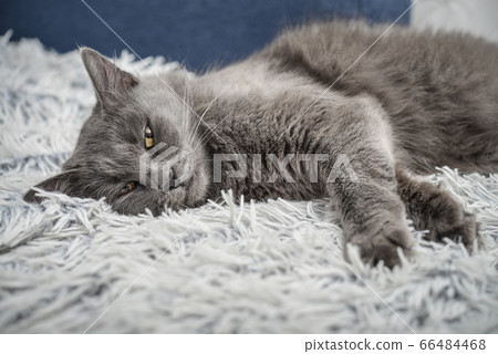 Gray cat Nebelung cat is lying on the sofa at 66484468