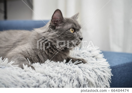 Gray cat Nebelung cat is lying on the sofa at Gray cat Nebelung cat is lying on the sofa at 66484474
