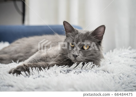Gray cat Nebelung cat is lying on the sofa at Gray cat Nebelung cat is lying on the sofa at 66484475