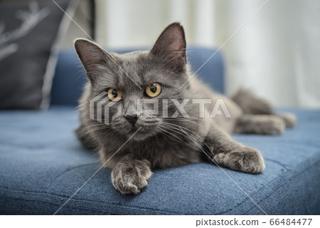 Gray cat Nebelung cat is lying on the sofa at Gray cat Nebelung cat is lying on the sofa at 66484477