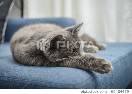 Gray cat Nebelung cat is lying on the sofa at 66484479