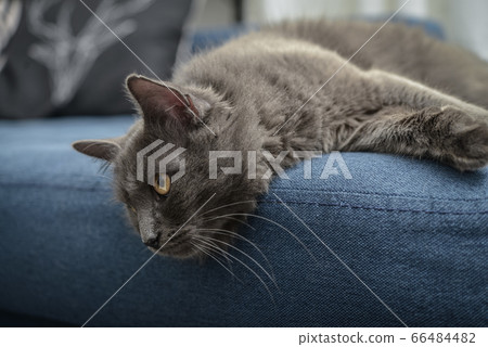 Gray cat Nebelung cat is lying on the sofa at Gray cat Nebelung cat is lying on the sofa at 66484482