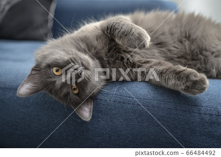 Gray cat Nebelung cat is lying on the sofa at Gray cat Nebelung cat is lying on the sofa at 66484492