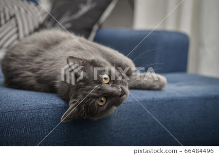 Gray cat Nebelung cat is lying on the sofa at Gray cat Nebelung cat is lying on the sofa at 66484496