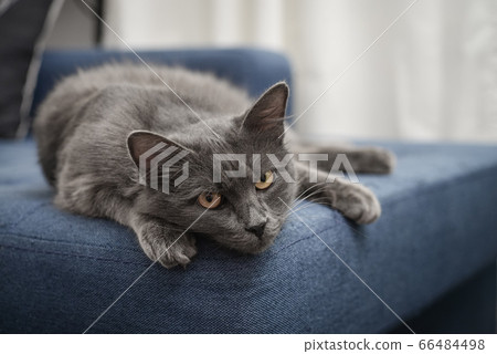 Gray cat Nebelung cat is lying on the sofa at Gray cat Nebelung cat is lying on the sofa at 66484498