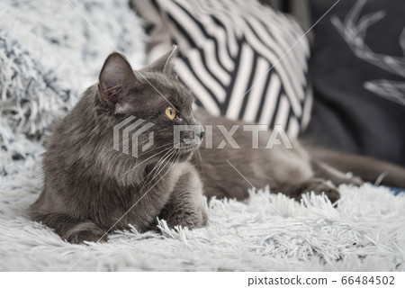 Gray cat Nebelung cat is lying on the sofa at Gray cat Nebelung cat is lying on the sofa at 66484502