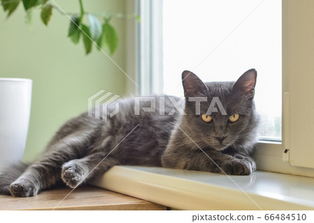 Gray cat Nebelung cat is lying on the windowsill 66484510