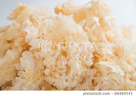 充滿白色水母 充滿白色水母 66484541