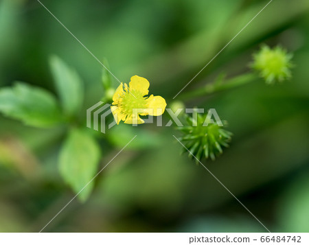 Macro photo of leaf green and fresh 66484742