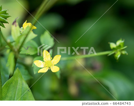 Macro photo of leaf green and fresh 66484743
