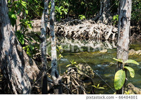 Tha Pom Khlong Song Nam in Krabi 66484801