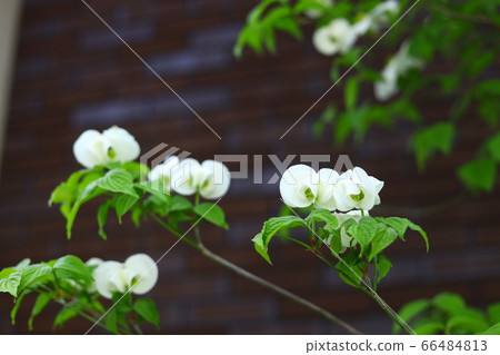 Dogwood Dogwood 66484813