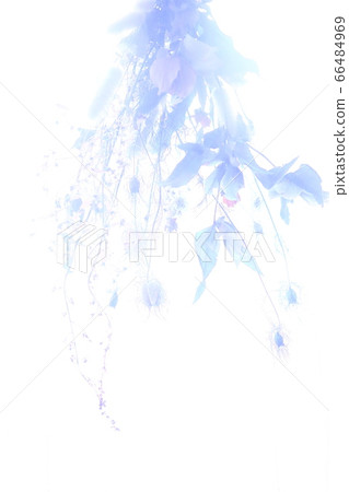 Dried flower silhouette 66484969