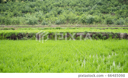 農村種植的稻田 66485098