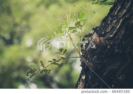 Selective focus New Born Germinating Bright Green Leaves Selective focus New Born Germinating Bright Green Leaves 66485380