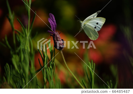 Butterfly Butterfly 66485487