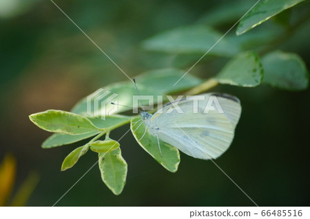 Butterfly Butterfly 66485516