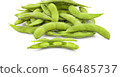 green soybeans on white background 66485737