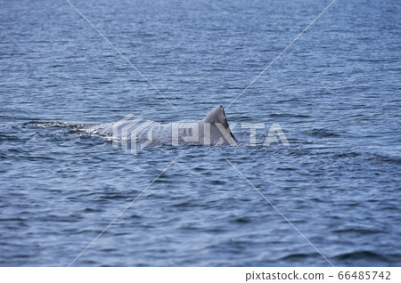 抹香鯨背鰭(北海道勞速島外) 抹香鯨背鰭(北海道勞速島外) 66485742