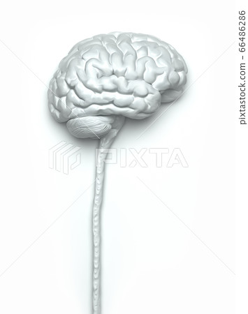 Human Nervous System Brain Clipping Path Included 66486286