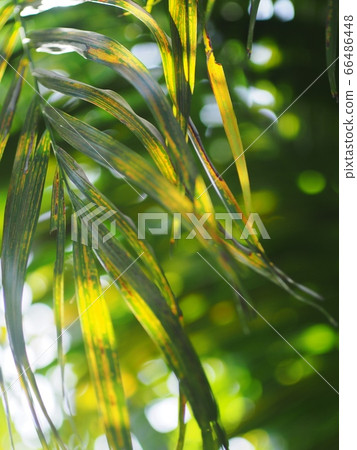 close up crop view of green yellow brown decorate betel palm leafs outdoor selective focus for natural fresh tropical color mood backdrop background close up crop view of green yellow brown decorate betel palm leafs outdoor selective focus for natural fresh tropical color mood backdrop background 66486448