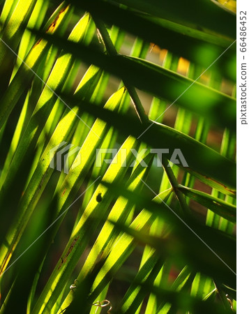 close up crop view of green yellow brown decorate betel palm leafs outdoor selective focus for natural fresh tropical color mood backdrop background 66486452