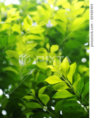 blur organic green plant leaves shallow depth of field under natural sunlight and dark environment in home garden outdoor for peaceful mood backdrop or background blur organic green plant leaves shallow depth of field under natural sunlight and dark environment in home garden outdoor for peaceful mood backdrop or background 66486464