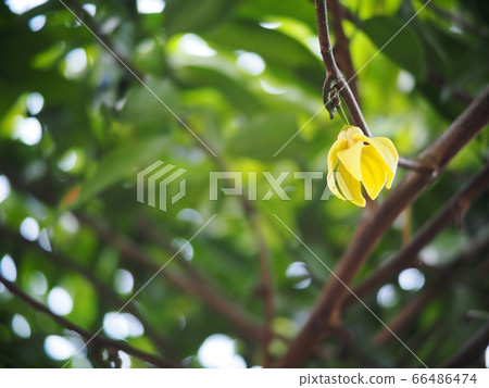 blur green garden background with selective focus on a tropical, THAI, green yellow aroma flower of large creeping plant flower, ANNONACEAE, Artabotrys hexapetalus blur green garden background with selective focus on a tropical, THAI, green yellow aroma flower of large creeping plant flower, ANNONACEAE, Artabotrys hexapetalus 66486474