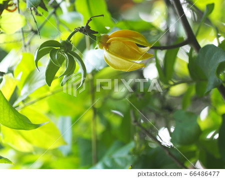 blur green garden background with selective focus on a tropical, THAI, green yellow aroma flower of large creeping plant flower, ANNONACEAE, Artabotrys hexapetalus blur green garden background with selective focus on a tropical, THAI, green yellow aroma flower of large creeping plant flower, ANNONACEAE, Artabotrys hexapetalus 66486477