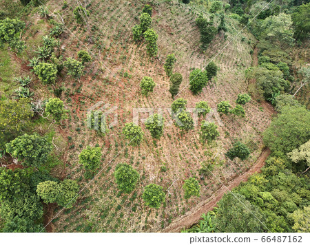 Green field with coffee trees 66487162