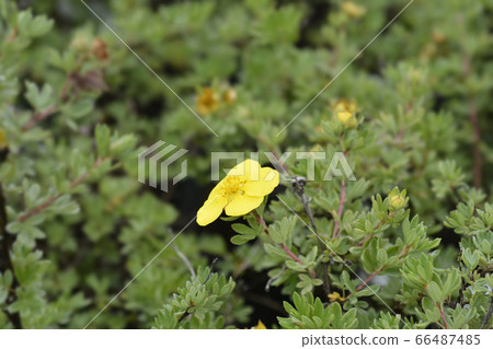 Shrubby Cinquefoil Goldteppich 66487485