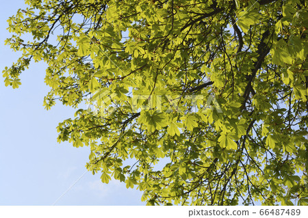 Common horse chestnut 66487489