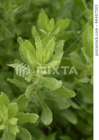 Sticky aster 66487503