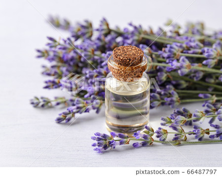 Close-up of lavender essential oil in a glass bottle and fresh fragrant lavender on a white wood 66487797