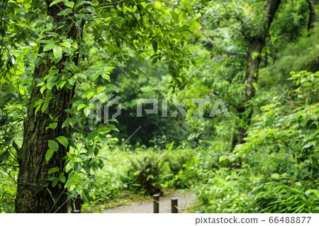 Koami no Mori (early summer) Koami no Mori (early summer) 66488877