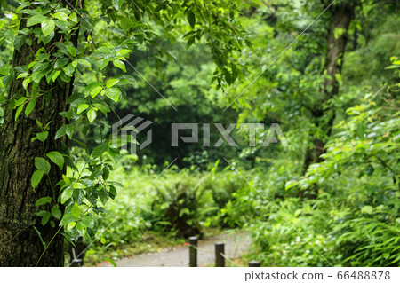 Koami no Mori (early summer) Koami no Mori (early summer) 66488878