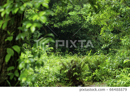 Koami no Mori (early summer) Koami no Mori (early summer) 66488879