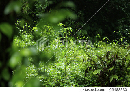 Koami no Mori (early summer) Koami no Mori (early summer) 66488880