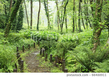 Koami no Mori（初夏） 66488911