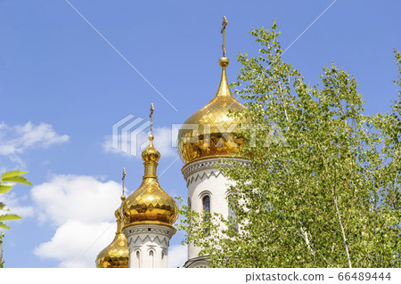 Golden domes of the Orthodox church against the blue sky with a green tree in the foreground 66489444