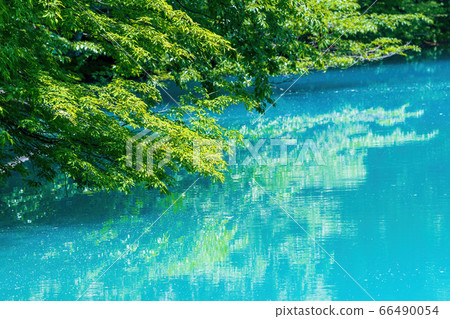 福島縣北鹽原原湖畔初夏的青沼沼沼自然探險路和樹木風景 福島縣北鹽原原湖畔初夏的青沼沼沼自然探險路和樹木風景 66490054