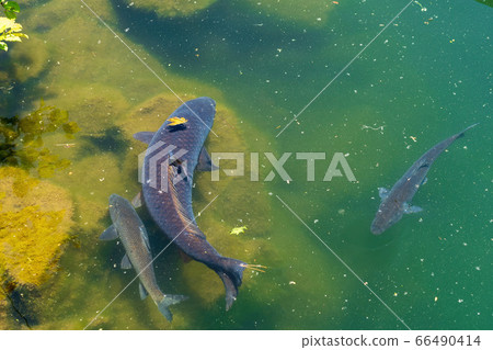 福島縣北房原村八公沼鯉魚“金沼沼自然探索路”的風景 66490414