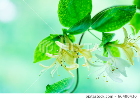 金銀花金銀花 66490430