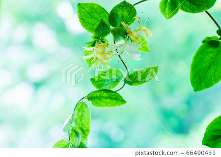 金銀花金銀花 66490431