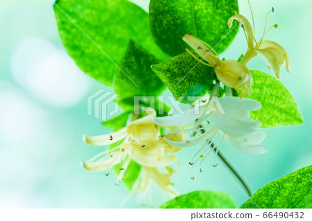 金銀花金銀花 66490432