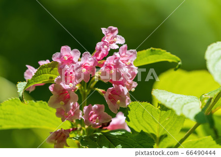 Scenery of Goshikinuma Nature Exploration Road in early summer: Welshwood that blooms along the lake Kita-Shiobara Village, Fukushima Prefecture 66490444